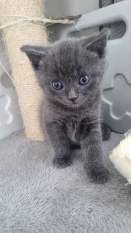 5week old British shorthair/ragdoll crossbreed £400-£500 - Image 4 of 6