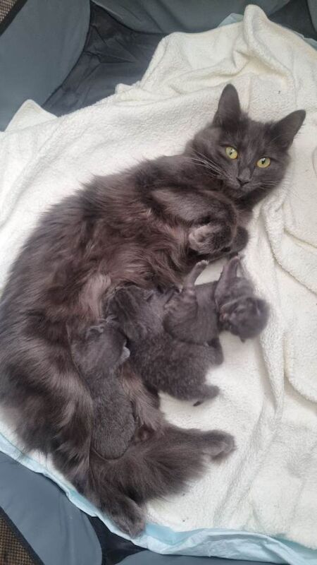 5week old British shorthair/ragdoll crossbreed £400-£500 - Image 5 of 6