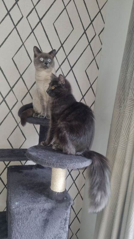 5week old British shorthair/ragdoll crossbreed £400-£500 - Image 6 of 6