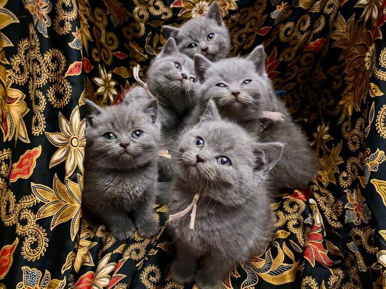 British Shorthair Kittens For Sale