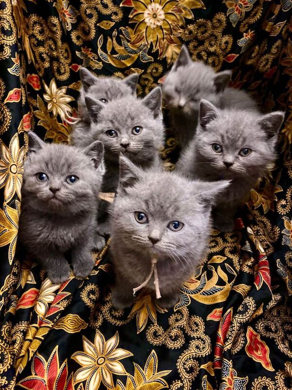 British Shorthair kittens for sale in Haringey, London – 8 weeks old - Image 2 of 6