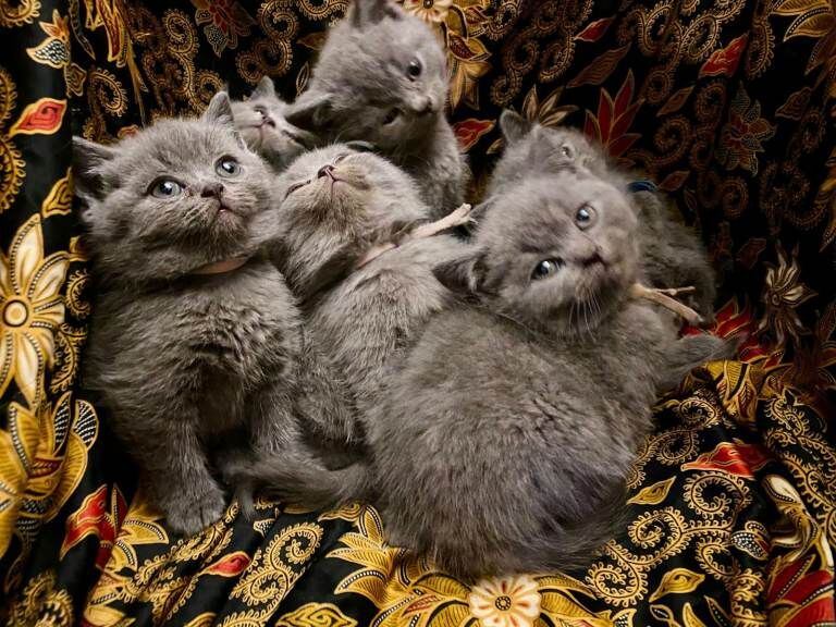 British Shorthair kittens for sale in Haringey, London – 8 weeks old - Image 4 of 6