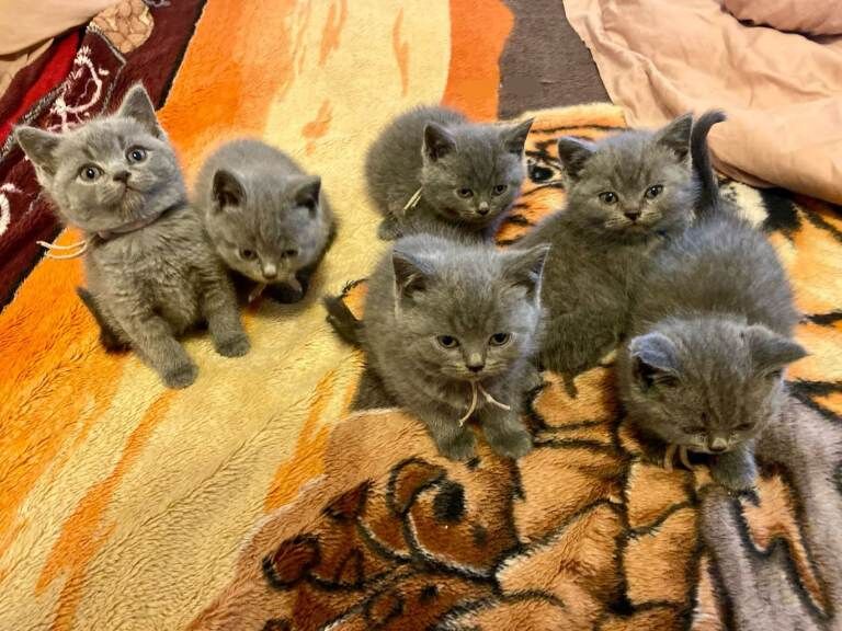British Shorthair kittens for sale in Haringey, London – 8 weeks old - Image 5 of 6