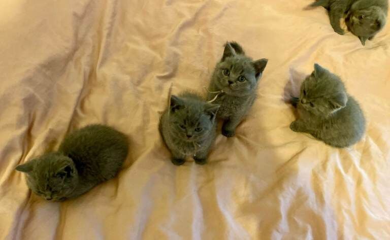 British Shorthair kittens for sale in Haringey, London – 8 weeks old - Image 6 of 6
