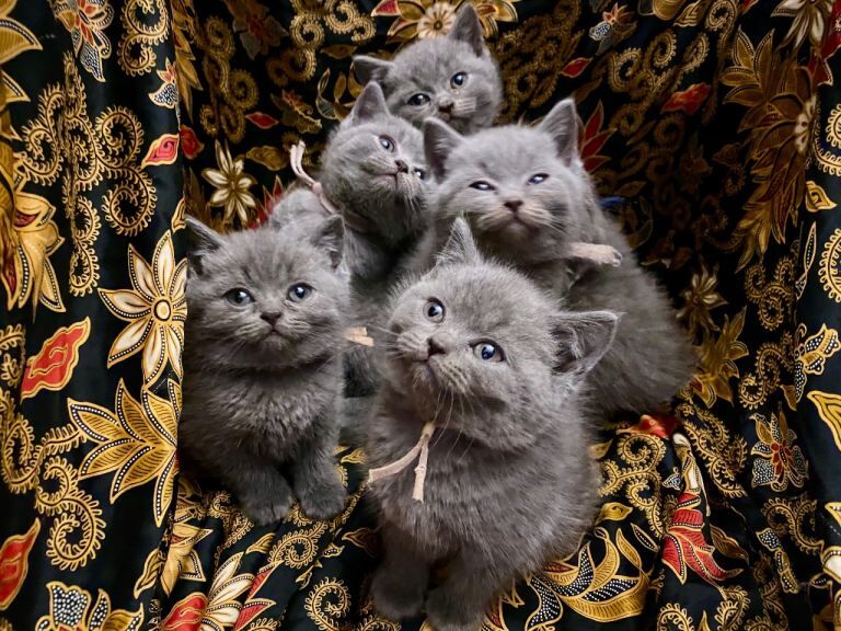 British Shorthair kittens for sale in Haringey, London – 7 weeks old