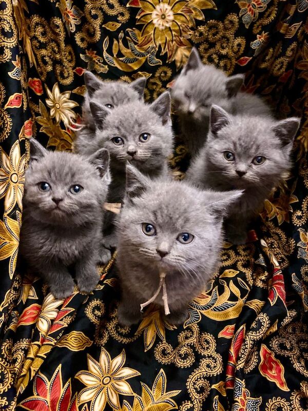 British Shorthair kittens for sale in Haringey, London – 7 weeks old - Image 2 of 6
