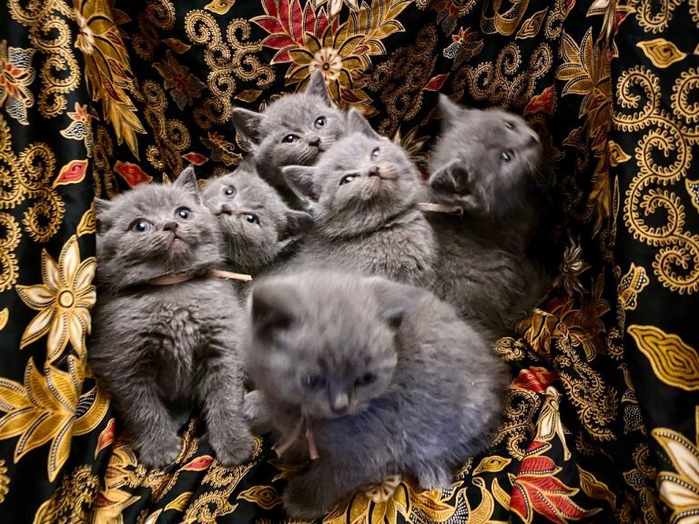 British Shorthair kittens for sale in Haringey, London – 7 weeks old - Image 3 of 6