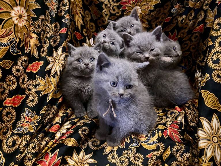 British Shorthair kittens for sale in Haringey, London – 7 weeks old - Image 4 of 6