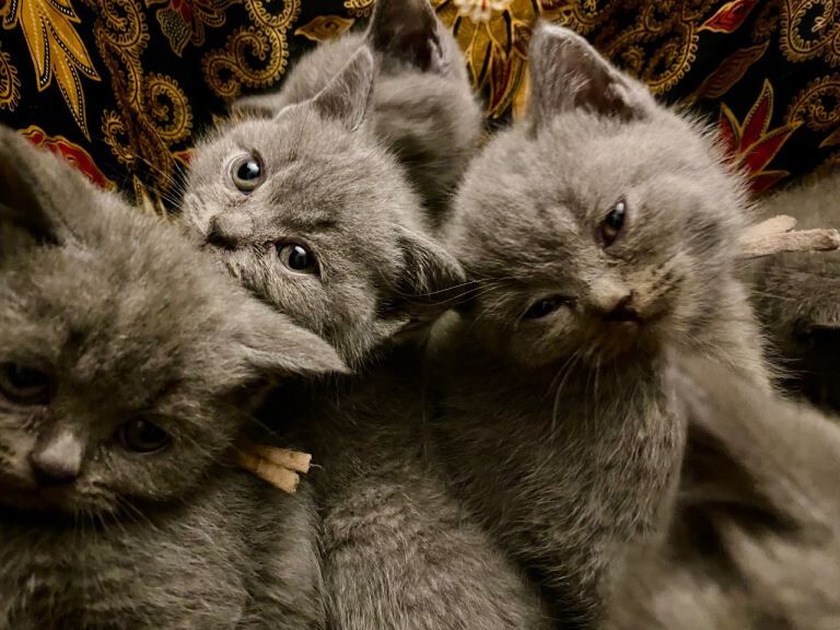 British Shorthair kittens for sale in Haringey, London – 7 weeks old - Image 5 of 6