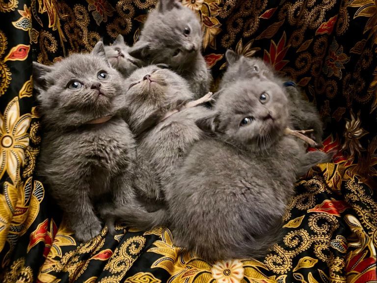 British Shorthair kittens for sale in Haringey, London – 7 weeks old - Image 6 of 6