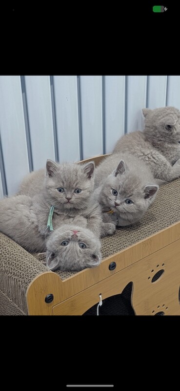 British Shorthair kittens for sale in West Drayton, Greater London – 10 weeks old - Image 2 of 3