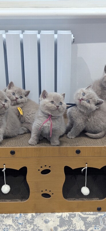 British Shorthair kittens for sale in West Drayton, Greater London – 10 weeks old - Image 3 of 3