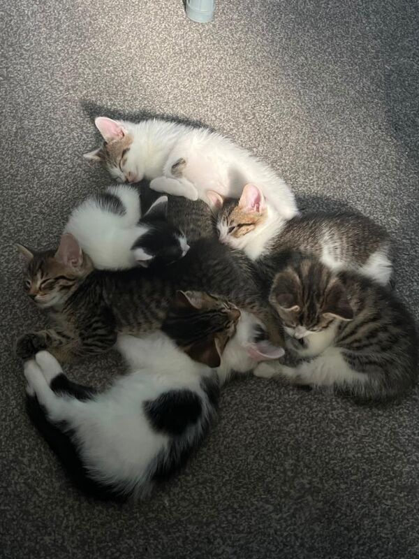 6 beautiful kittens