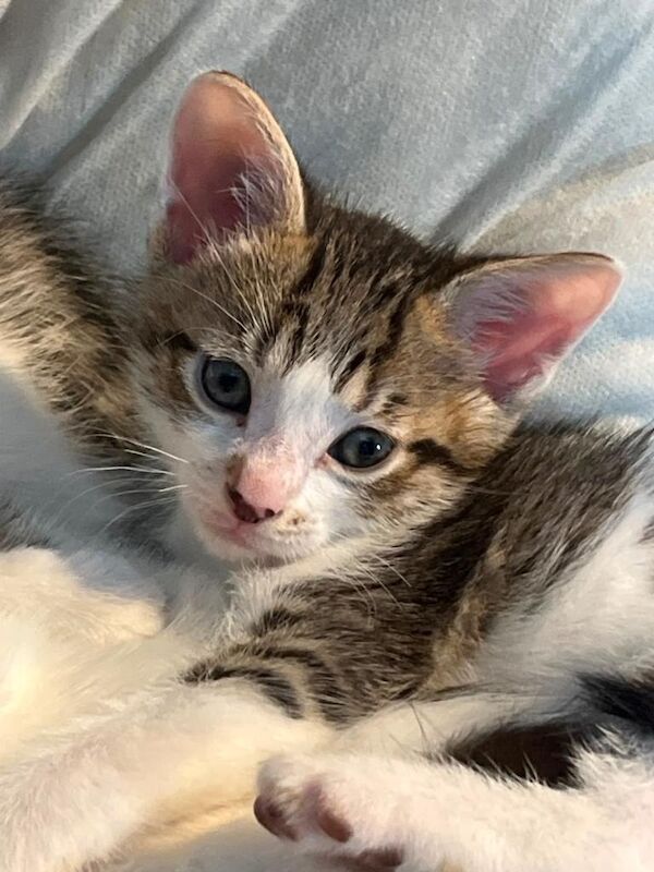 6 beautiful kittens - Image 2 of 4