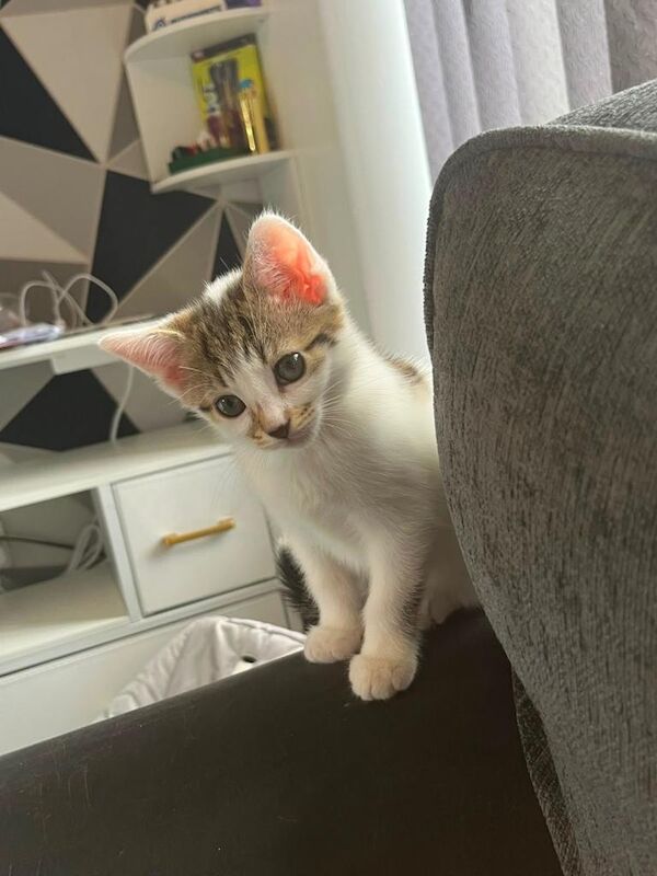 6 beautiful kittens - Image 3 of 4