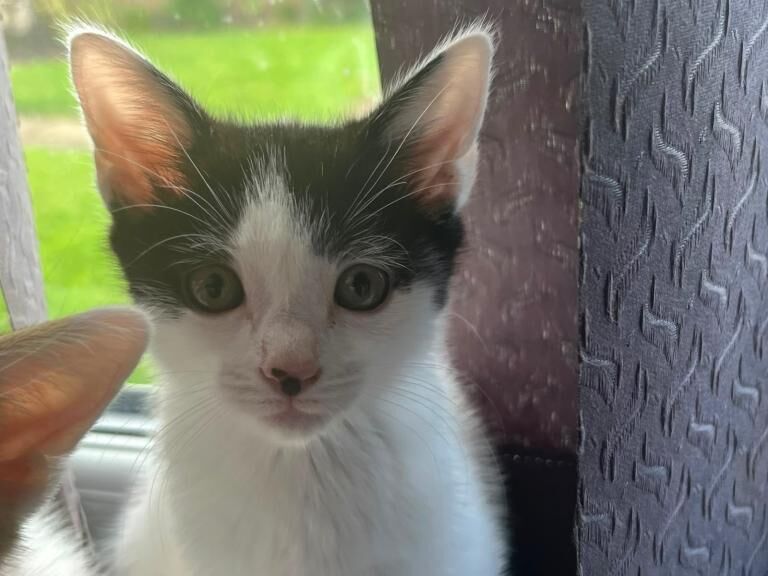 6 beautiful kittens - Image 4 of 4