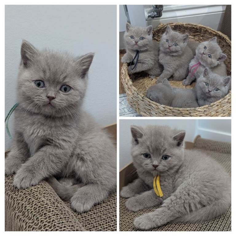 British Shorthair kittens for sale in West Drayton, Greater London – 6 weeks old
