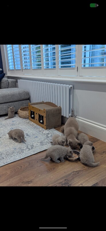 British Shorthair kittens for sale in West Drayton, Greater London – 6 weeks old - Image 4 of 4