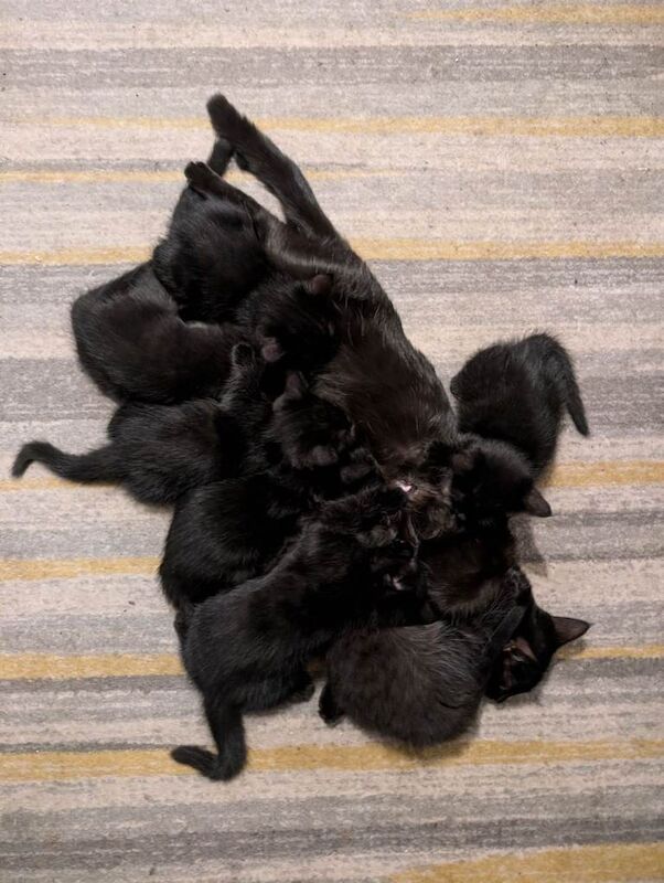 British Shorthair kittens for sale in Long Eaton, Derbyshire – 8 weeks old