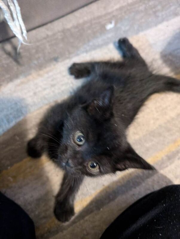 British Shorthair kittens for sale in Long Eaton, Derbyshire – 8 weeks old - Image 2 of 5