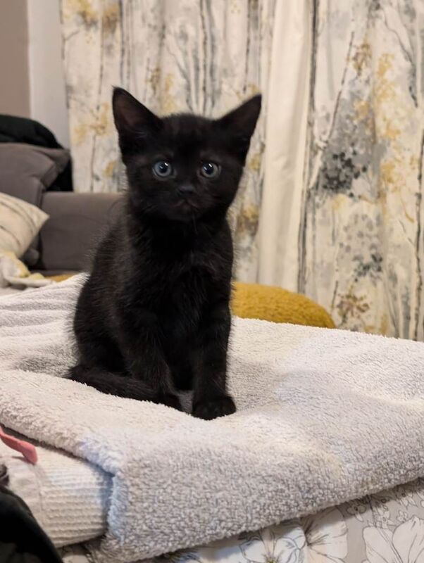 British Shorthair kittens for sale in Long Eaton, Derbyshire – 8 weeks old - Image 3 of 5