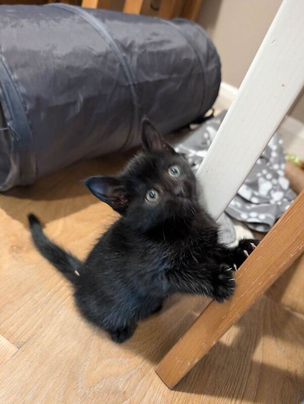 British Shorthair kittens for sale in Long Eaton, Derbyshire – 8 weeks old - Image 4 of 5