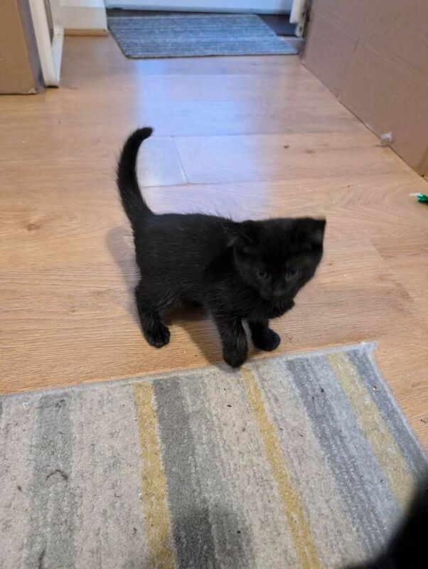 British Shorthair kittens for sale in Long Eaton, Derbyshire – 8 weeks old - Image 5 of 5