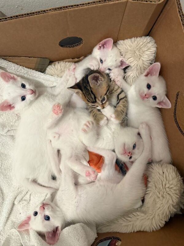6 British tabby short hair kittens