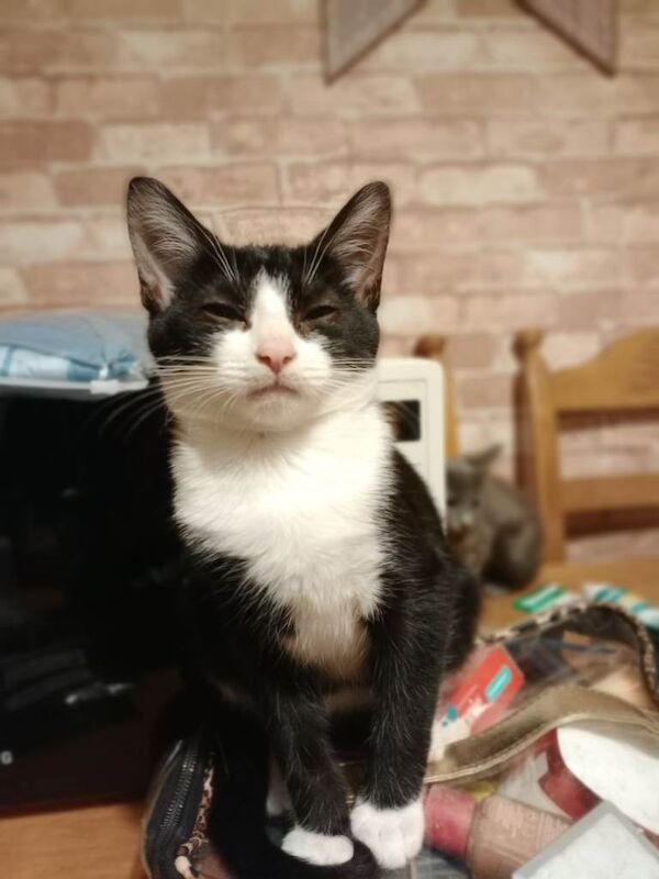 British Shorthair kittens for sale in Ystrad Mynach, Gwent – 5 months old - Image 2 of 4