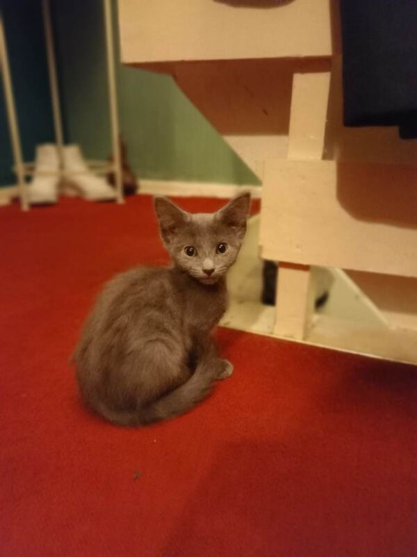 British Shorthair kittens for sale in Ystrad Mynach, Gwent – 5 months old - Image 3 of 4