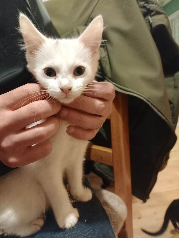 British Shorthair kittens for sale in Ystrad Mynach, Gwent – 5 months old - Image 4 of 4