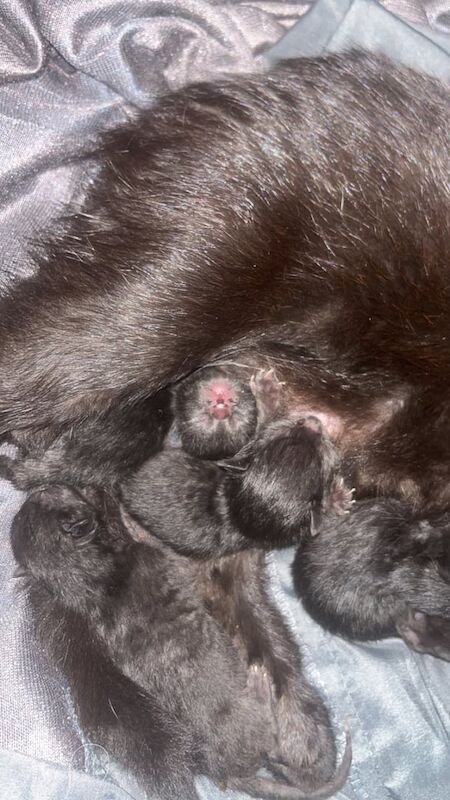 British Shorthair kittens for sale in Swindon, Wiltshire – 1 day old