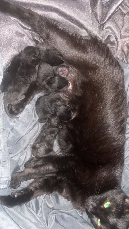 British Shorthair kittens for sale in Swindon, Wiltshire – 1 day old - Image 2 of 3