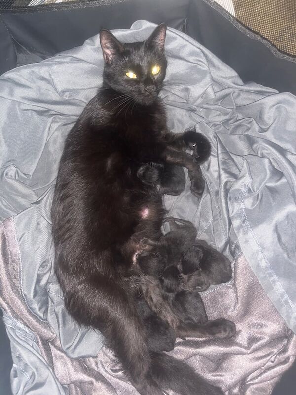 British Shorthair kittens for sale in Swindon, Wiltshire – 1 day old - Image 3 of 3
