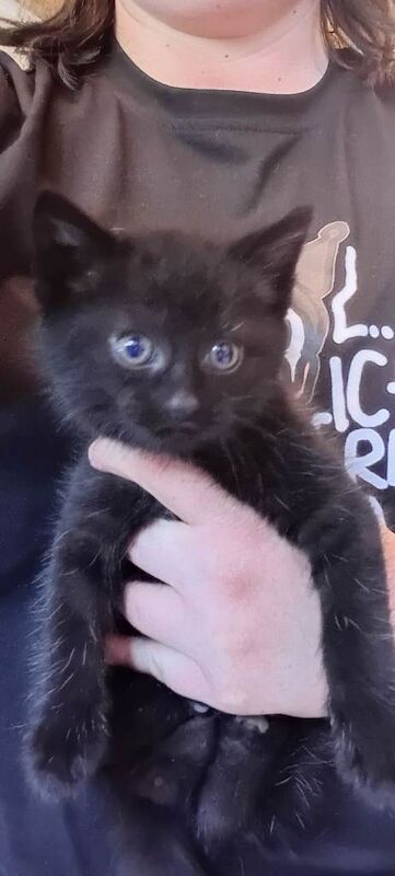 6 kittens - Image 2 of 3