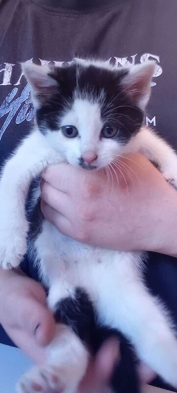 6 kittens - Image 3 of 3