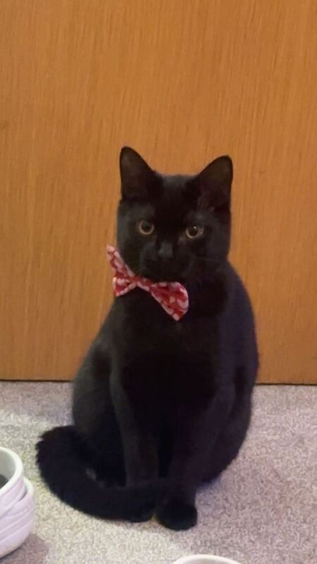 British Shorthair kittens for sale in Bradford, West Yorkshire – 6 months old