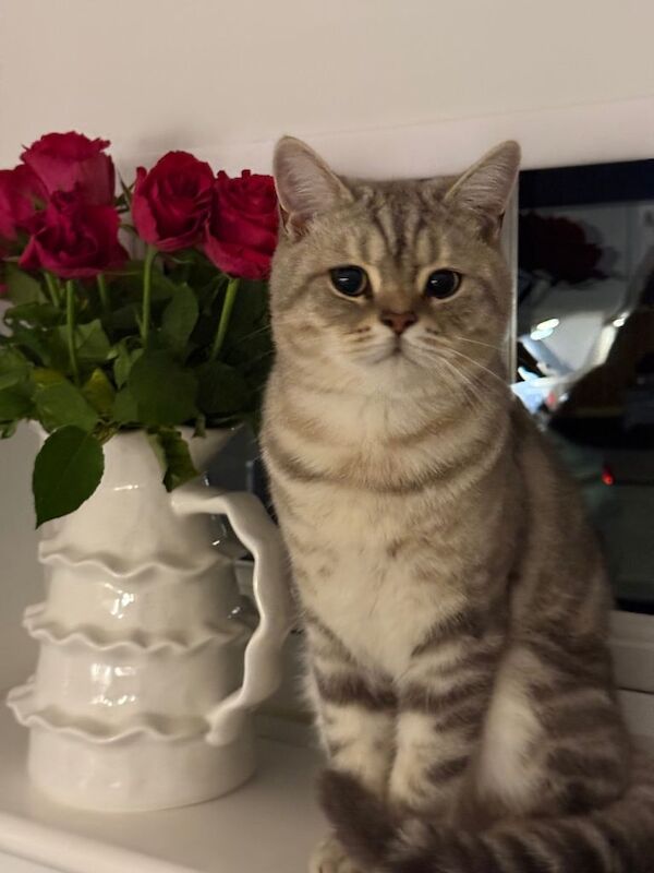 British Shorthair Kittens For Sale