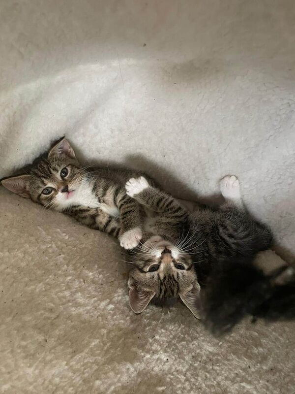 British Shorthair kittens for sale in Greenford, Greater London – 7 weeks old