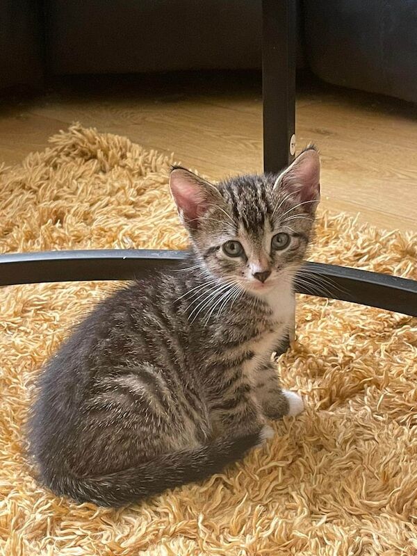 British Shorthair kittens for sale in Greenford, Greater London – 7 weeks old - Image 2 of 3