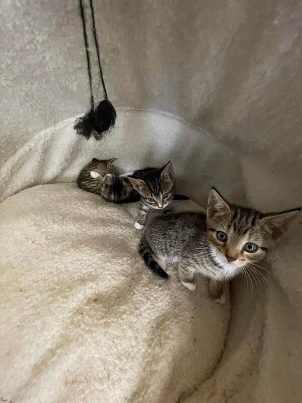 British Shorthair kittens for sale in Greenford, Greater London – 7 weeks old - Image 3 of 3
