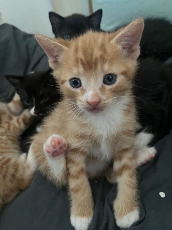 6 weeks old kittens ready soon