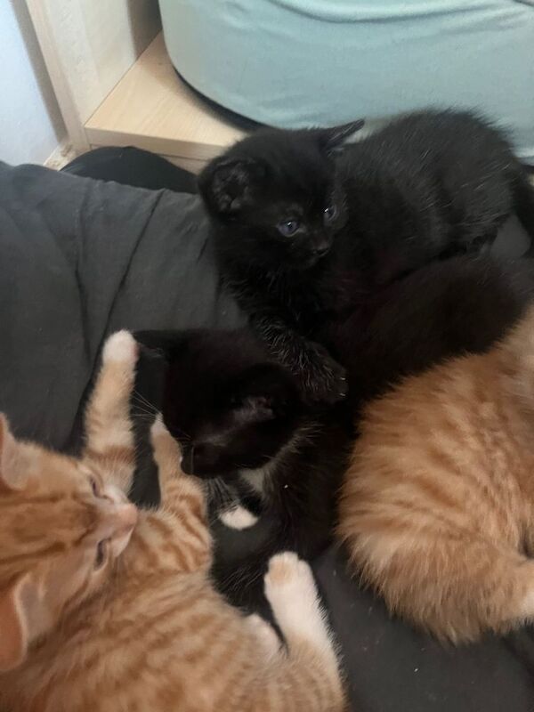 6 weeks old kittens ready soon - Image 2 of 4