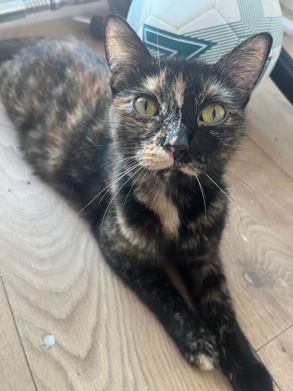 6 weeks old kittens ready soon - Image 3 of 4