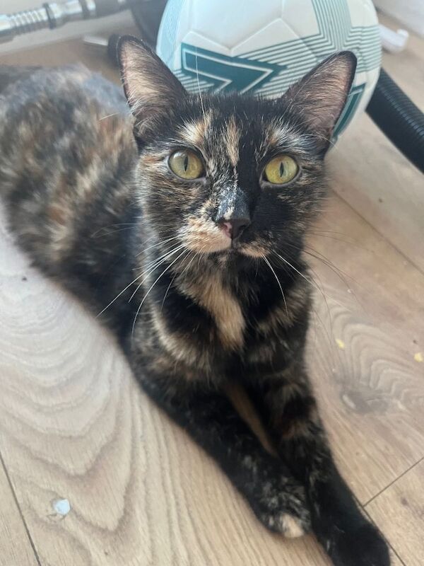 6 weeks old kittens ready soon - Image 4 of 4