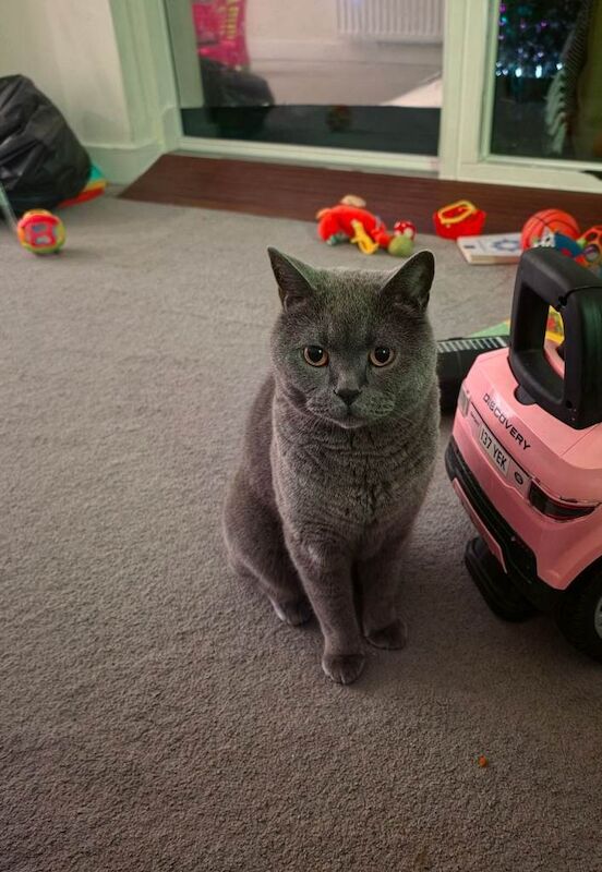 6-Year-Old British Shorthair Cat Looking for a Loving Home