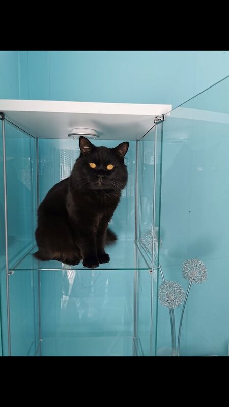 British Shorthair kittens for sale in Christchurch, Dorset – 6 years old