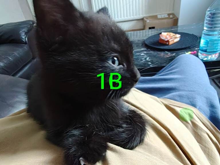 British Shorthair kittens for sale in Newham, Cornwall – 8 weeks old