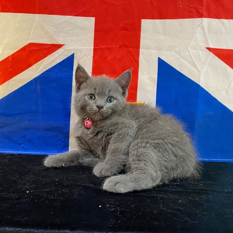 British Shorthair kittens for sale in Haringey, London – 8 weeks old