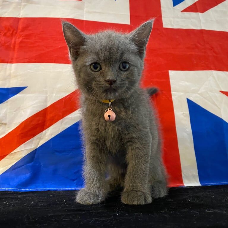 British Shorthair kittens for sale in Haringey, London – 8 weeks old - Image 2 of 3